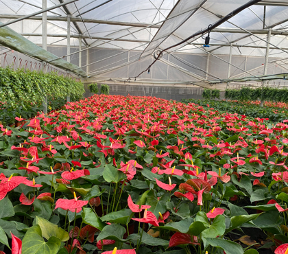 花卉無(wú)土栽培種植