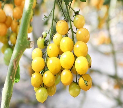 室內(nèi)蔬菜無(wú)土栽培技術(shù)