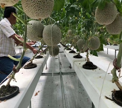 如何無(wú)土栽培蔬菜？哪些蔬菜適合無(wú)土栽培？無(wú)土蔬菜栽培技術(shù)要點(diǎn)