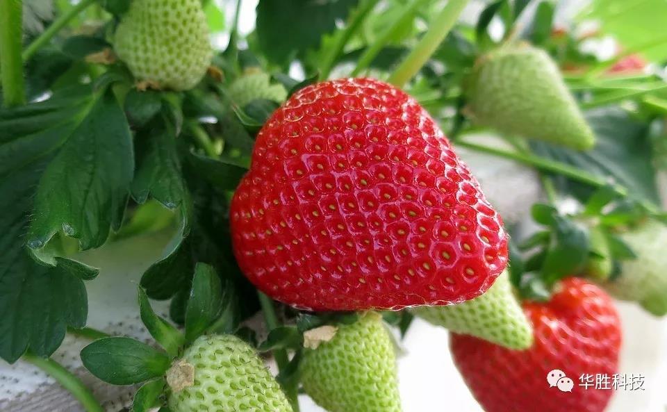 溫室草莓底肥如何實(shí)施？