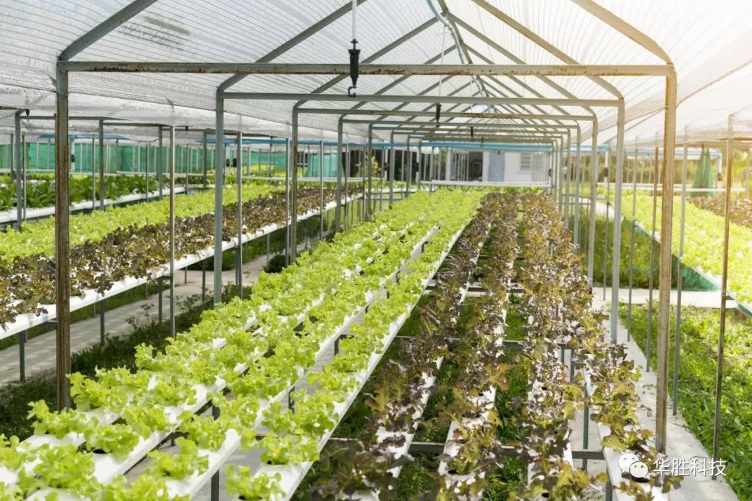溫室大棚自動化是管理好大棚的關(guān)鍵