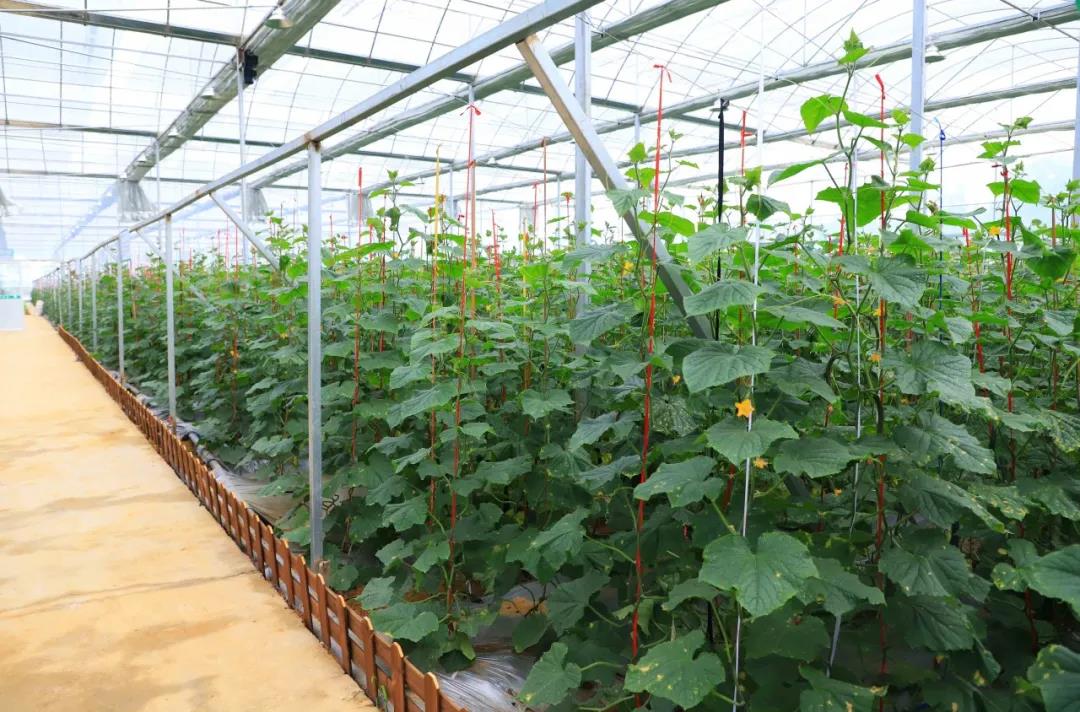 金海湖新區(qū)，智能溫室大棚采用華勝物聯(lián)網(wǎng)水肥一體化設(shè)備實現(xiàn)智能化灌溉