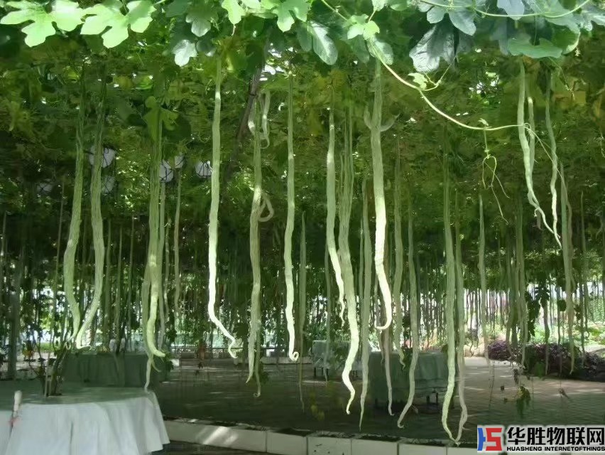如何無土栽培蔬菜？哪些蔬菜適合無土栽培？無土蔬菜栽培技術(shù)要點(diǎn)